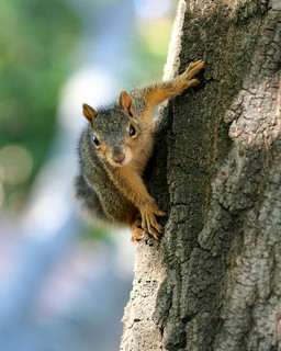 Squirrel in tree